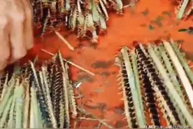 中年农民每年辞工回家一个月，夜晚上山抓虫卖，一晚最多能挣2千图片