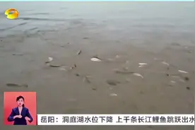 壮观！罕见！洞庭湖“万条鲤鱼跃龙门”图片