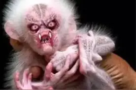 “山中无老虎，猴子称大王”是讽刺还是另有深意？图片