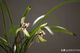 常见兰花品种类别，看图认识中国兰花图片