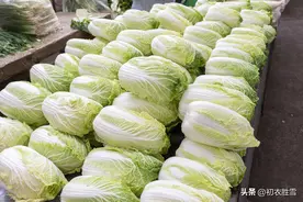 初冬说白菜，白菜古诗词八首赏读，天公真富有，白菜尽情肥图片