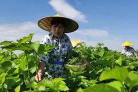 中国茶申遗成功！喜大普奔的同时来瞅瞅属于咱保定的茶艺～图片