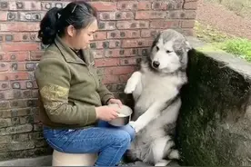 阿拉斯加回老家挑食不吃饭，奶奶从楼下追到楼上，喂完一整碗饭图片