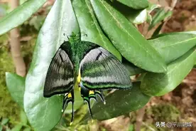 国内首次！江西成功育出国家一级重点保护动物金斑喙凤蝶雌蝶图片