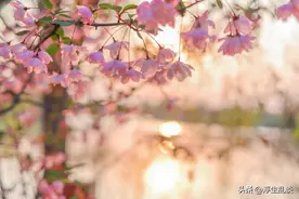 唯美春日赏花文案，发朋友圈很高级图片