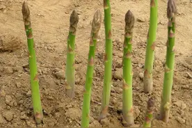 封闭阳台养花，其实，不如种芦笋，可四季采摘，吃到发腻图片