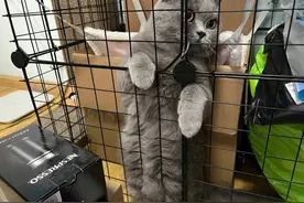 不管你家猫多爱你，切记不要对它做这些事，不然它会恨你图片