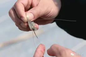 2023年上半年需求低，虾价低迷！专家分析下半年的虾价走势！图片