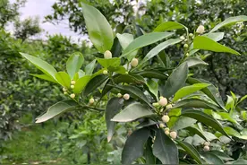 柑橘促花小技巧，一把电工刀就能解决好，分享给大家了图片