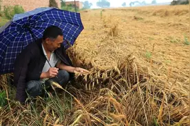 风声｜“收割机放行了，麦子也发芽了”，谁在给农民添堵？图片