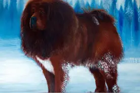 疯狂的藏獒：从百万名宠到流浪野犬，追雪豹退棕熊已成高原新霸主图片