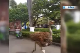 来过火把节？一鸵鸟街头夺路狂奔，左右迂回冲出“包围圈”图片