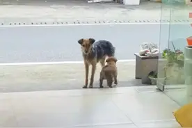 狗妈妈主动把孩子送给人类，被拒绝后，隔天它又带来了一只小狗图片