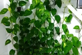 “一棵绿萝七个鬼”？根本不存在，养在家里美观又大方图片