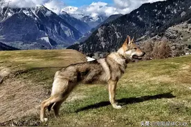 百科 | 捷克狼犬：我是真的狗图片