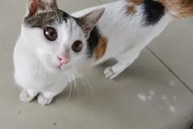 「11月•无常之事」一只小猫的一生图片