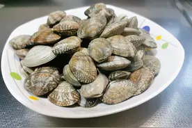 花蛤，是一个引人注目的生物，广泛分布于世界各地的水域中图片