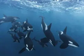 2022年，“杀手鲸”现身深圳海域，重8000斤，专家：它对人很友好图片