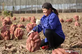 红薯如何栽培？老农教你“倒插苗”技术，薯块个大、产量高图片