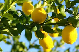 柠檬为何这么酸？图片