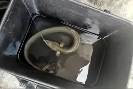 上海钓友钓获2斤野生大江鳗，价值1000元却送给别人吃，为了啥？图片