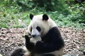 继玲娜贝儿之后，普通熊猫花花，是如何成为顶流的图片