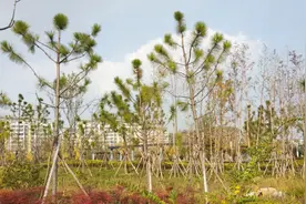 110亿！徐州最新拆迁、城建曝光，未来的徐州真要逆天了……图片