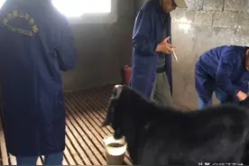 养羊驱虫，有一个“万能”的方法，双管齐下图片