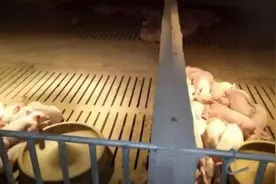 养猪场上用上空气能热泵供暖，每年节省数十万元图片