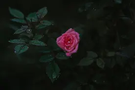 情人和爱人，哪个更重要？图片