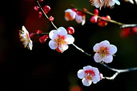 冬天开的100种花·（一）君子兰、杜鹃、茶花、梅花、长寿花图片