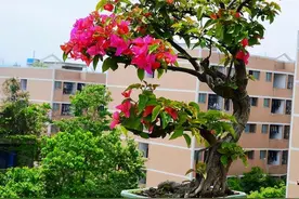 7种“不死花”，好养又漂亮，几块钱买一盆，养成老桩值千元图片