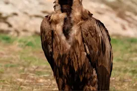 秃鹫，表面看长相丑陋邋遢，其实它是圣洁的鸟（上）图片