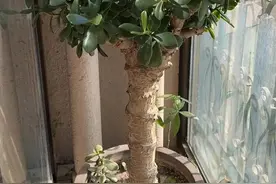 玉树长得美不美，要学会“三个剪”，圆润丰满，颜值高图片