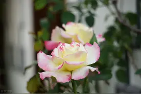 50岁左右的退休女人，可以选择这5种工作打发闲暇之日图片