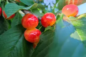 大连最贵的5种大樱桃，很多人问价后扭头就走，老果农：就值这价图片