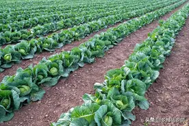 蔬菜招虫子不用怕，送给你几个土方法，效果比打药还要好图片