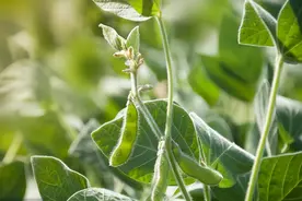 菊酯类最畅销的杀虫剂-高效氯氟氰菊酯图片