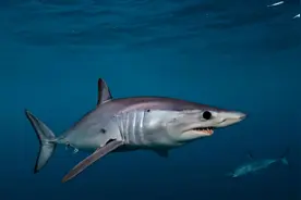 海洋中的游泳冠军：揭秘游泳速度最快的十种海洋生物图片