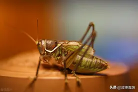 蝈蝈新手，不知道该给蝈蝈吃什么？图片