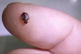 为什么广东工厂宿舍那么多臭虫呢！臭虫又是从哪里来的呢？图片