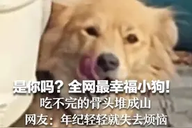 是你吗？全网最幸福小狗！吃不完的骨头堆成山，网友：年纪轻轻就失去烦恼图片
