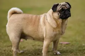 中国犬种大全，46种狗子都齐了，有没有你家狗子呢？（上）图片