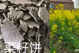 菜籽饼与复合肥能混合使用吗？菜籽饼怎样使用，肥效才更高？图片