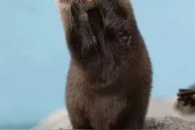 哺乳类动物第二十一集水獭图片