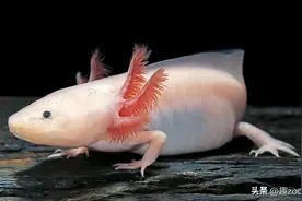 世界十大有再生能力的动物，盘点具备再生本领的动物图片