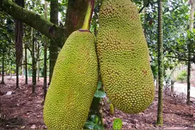 海南风光美（011）菠萝蜜结在树上的样子图片