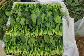 冬天买菠菜时，牢记分清“圆叶”和“尖叶”，买错区别大，还难吃图片