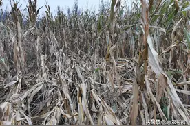 警告：任何玉米品种，2023年都有减产风险图片