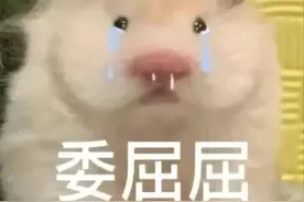 鼠鼠我真不是鸭鸭｜表情包图片